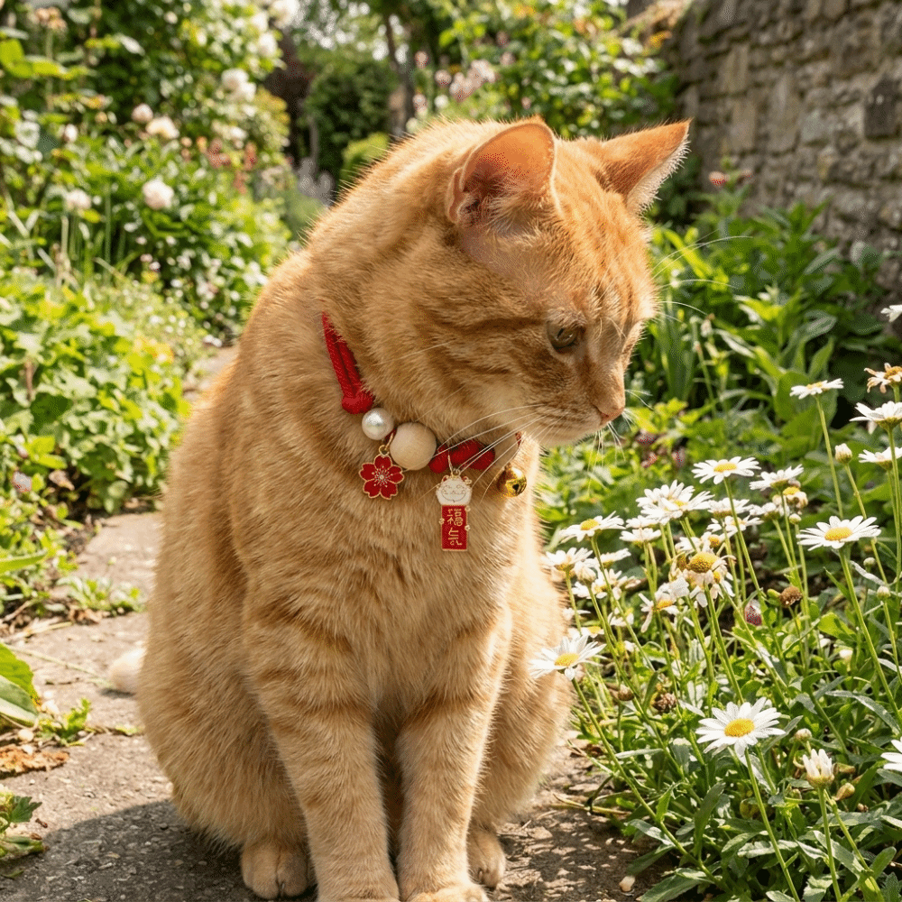Fashion Adjustable Cat Flea Co – Ethnic Fashion Designer Bewertung und Preis